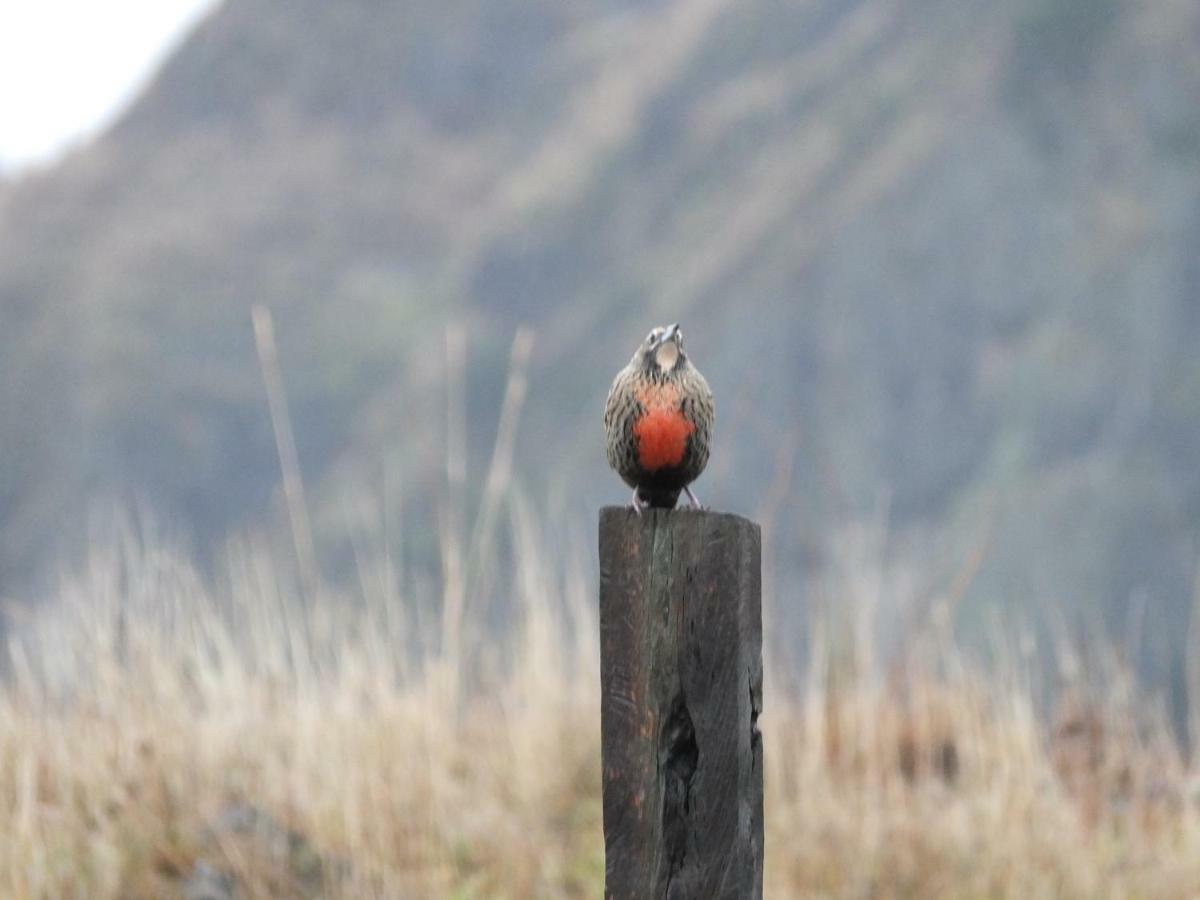 Domo Carpe Diem Patagonia Coyhaique Exteriér fotografie